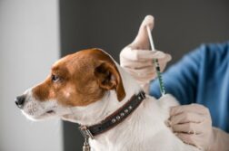 Anti-rabies campaign continues in Chapala and Jocotepec