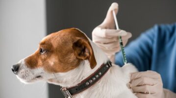 Anti-rabies campaign continues in Chapala and Jocotepec