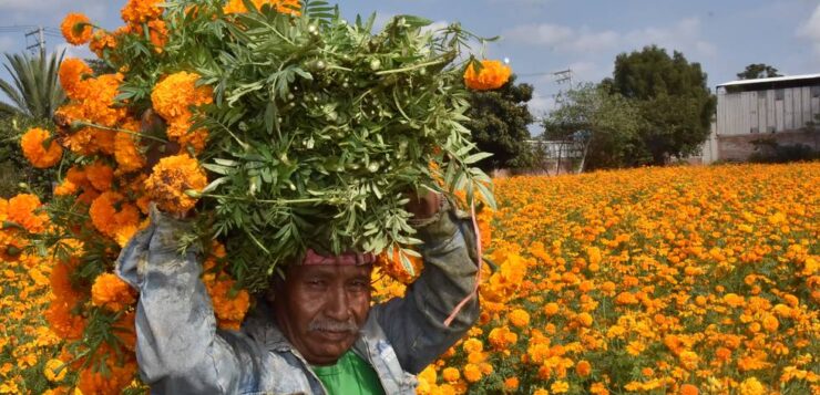 Mexican production of marigolds increases by 40 percent