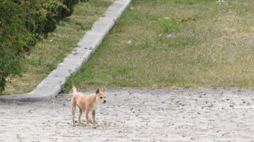 Months after inauguration Chapala dog shelter still can't operate at 100%