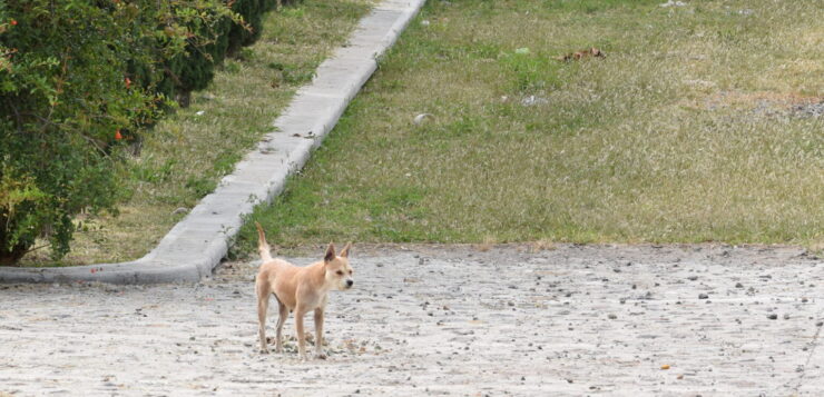 Months after inauguration Chapala dog shelter still can't operate at 100%