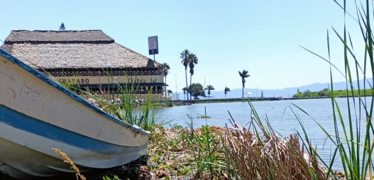 The lirio water invades the the Chapala Lagoon causing serious damage