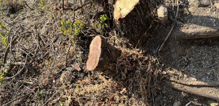 Trees were cut down on San Miguel hill without permission