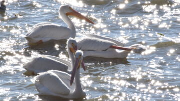 PHOTONOTE: Fewer pelicans arrive at Chapala