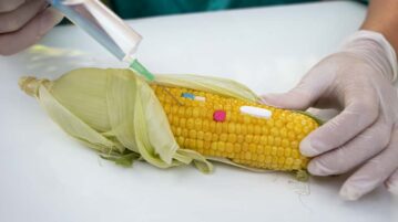 AMLO continues his refusal to import genetically modified corn