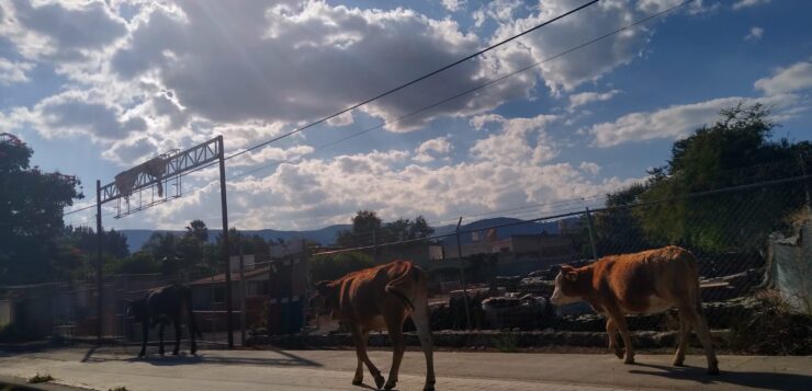 PHOTONOTE: These cows got loose