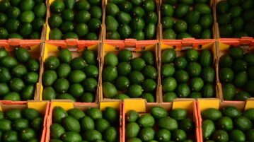 Ten thousand tons of Jalisco avocados to the USA on Super Bowl Sunday