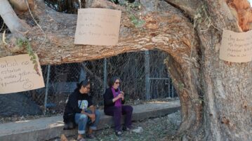 Guamúchil tree on Revolución Street