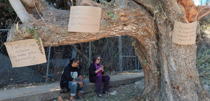 Guamúchil tree on Revolución Street