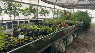 Chapala Municipal Greenhouse revived