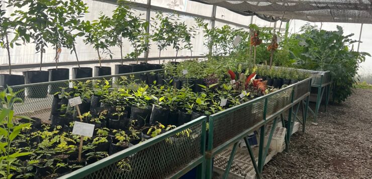 Chapala Municipal Greenhouse revived