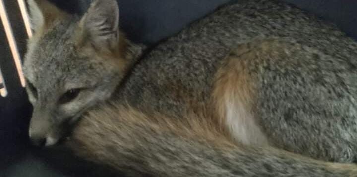 Gray fox rescued from home in San Cristóbal