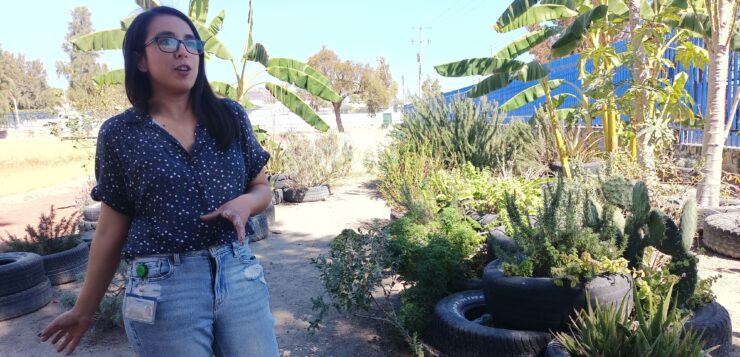 Small scale mixed cropping reintroduced at Chapala High School