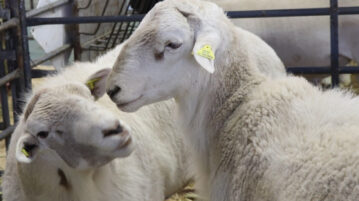 Jalisco’s Pelifolk is now a official breed of Mexican sheep