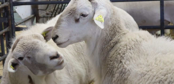 Jalisco’s Pelifolk is now a official breed of Mexican sheep