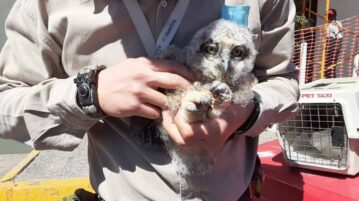 Owls and opossums rescued in Jocotepec