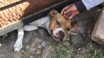 Firemen rescue stuck pitbull in Jocotepec