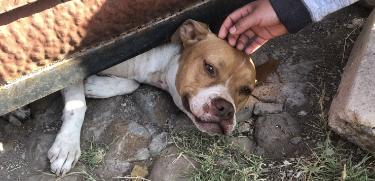 Firemen rescue stuck pitbull in Jocotepec