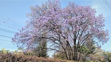 It's Jacaranda season and Ajijic is dyed purple