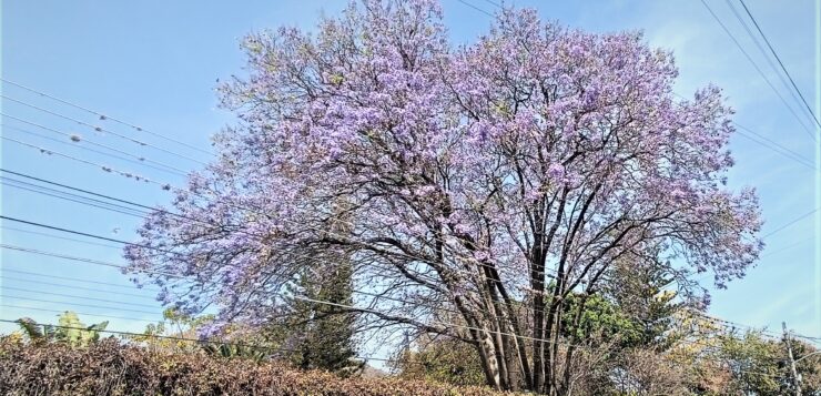 It's Jacaranda season and Ajijic is dyed purple