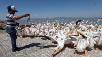 Michoacán celebrates the Borregón Pelican Festival 2023