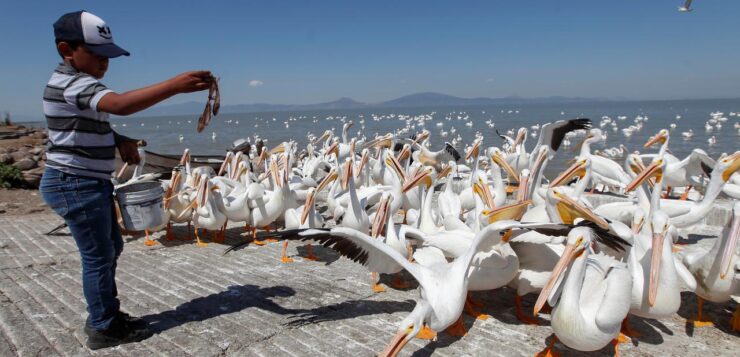 Michoacán celebrates the Borregón Pelican Festival 2023