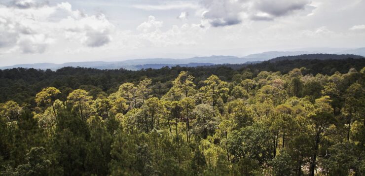 Jalisco forest conservation policy report, Jalisco con Bosques