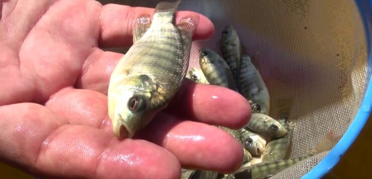 Lake Chapala stocked with 12,000 tilapia hatchlings