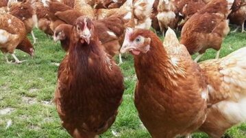 Jocotepec offers laying hens at a low cost