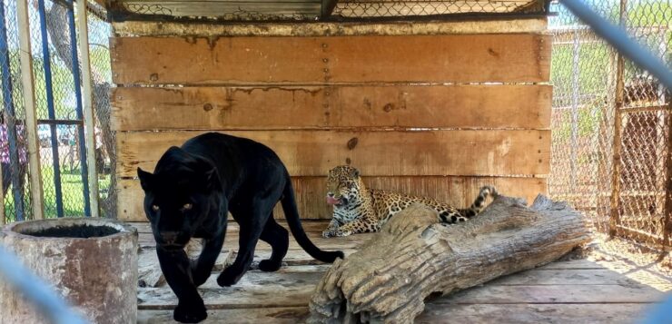 56 wild animals seized by FGR on a property in La Barca