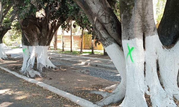 Trees in La Floresta are inspected to for possible maintenance