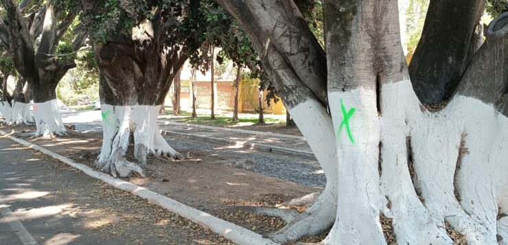 Trees in La Floresta are inspected to for possible maintenance