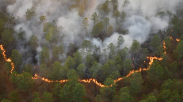 More than 500 firefighters battling local forest fires