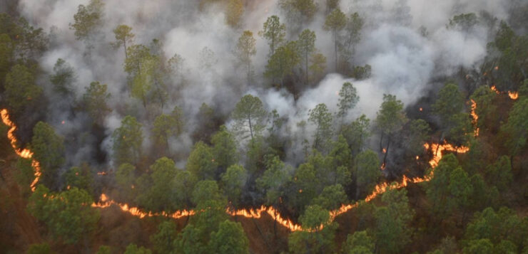 More than 500 firefighters battling local forest fires