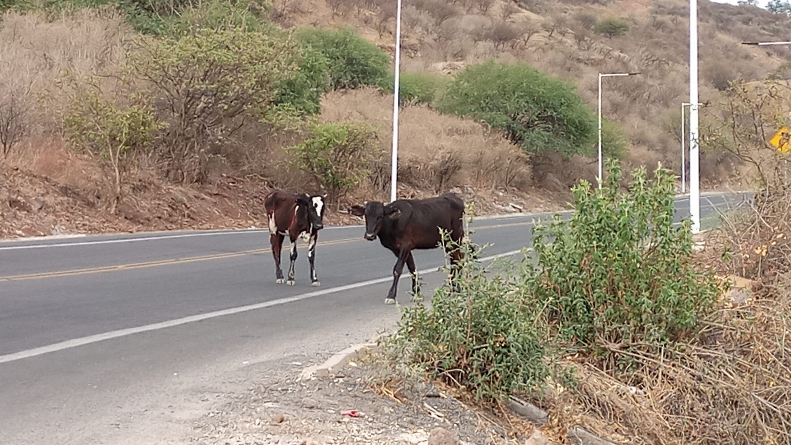 PHOTONOTE: Livestock create danger on highway