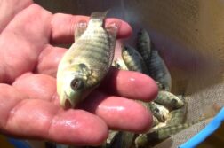 12,000 tilapia fingerlings planted in Lake Chapala