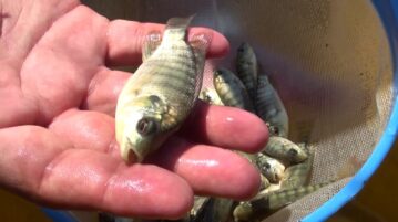 12,000 tilapia fingerlings planted in Lake Chapala