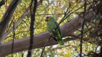 Parrot population settles in Ajijic