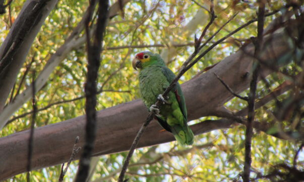 Parrot population settles in Ajijic