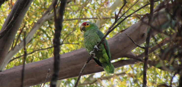 Parrot population settles in Ajijic