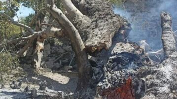 Tree falls on 300 year old temple in Atotonilquillo