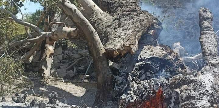 Tree falls on 300 year old temple in Atotonilquillo