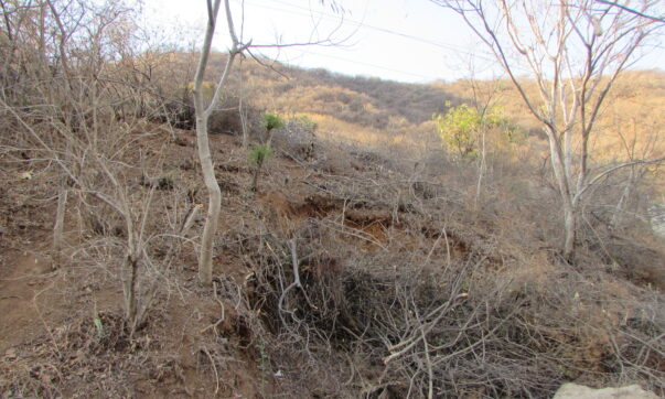 Indigenous Community investigates illegal logging La Crucita Hill