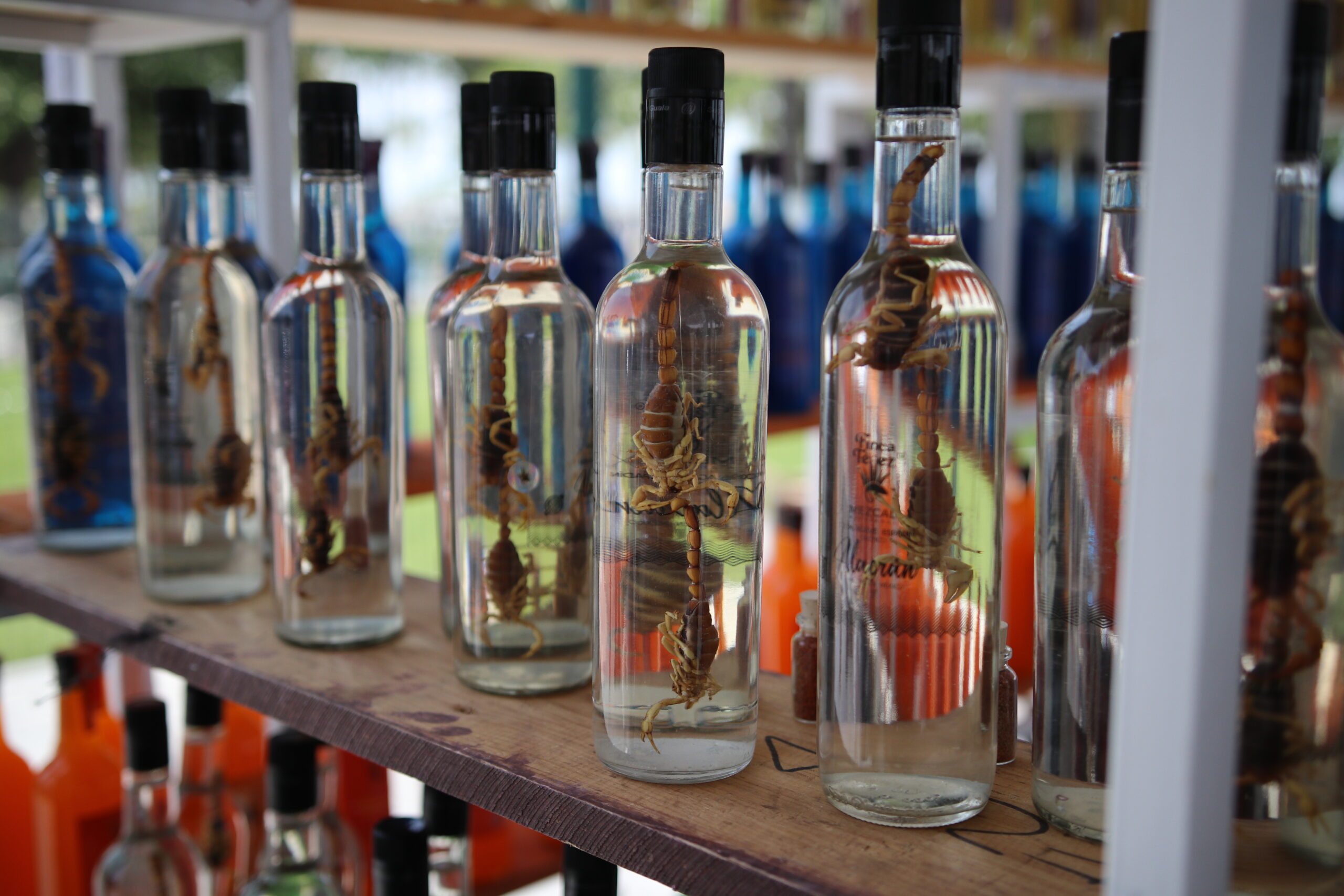 Chapala's 2023 Tequila Expo brought over 30 exhibitors