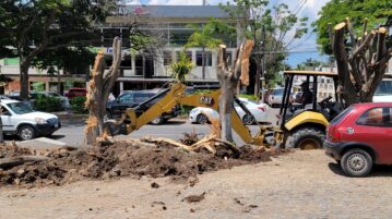 Sick trees on the Carretera removed without warning