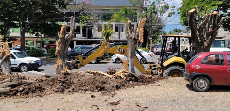 Sick trees on the Carretera removed without warning