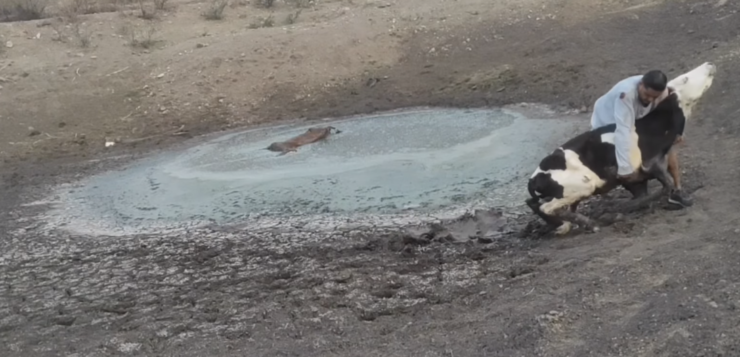 Athlete Daniel "Charol" Urzúa rescues cow trapped in mud