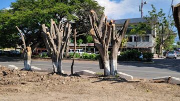 Trees can’t talk so the government should