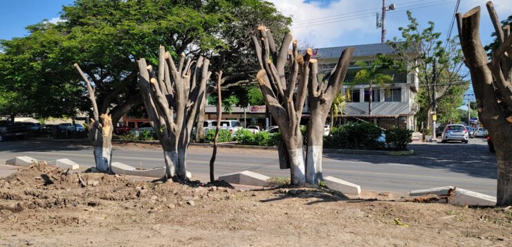 Trees can’t talk so the government should