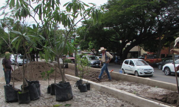 After tree removal, Ajijic receives 19 new trees